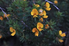 Pultenaea rostrata