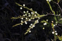 Acacia quadrilateralis