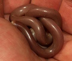 Rhinotyphlops lalandei