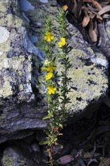 Hibbertia acuminata