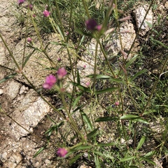 Gomphrena sonorae