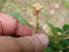 Asphondylia ceanothi