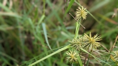 Cyperus lancastriensis