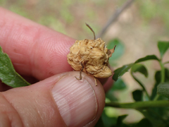 Asphondylia ceanothi