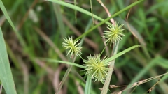 Cyperus lancastriensis