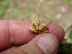 Asphondylia ceanothi