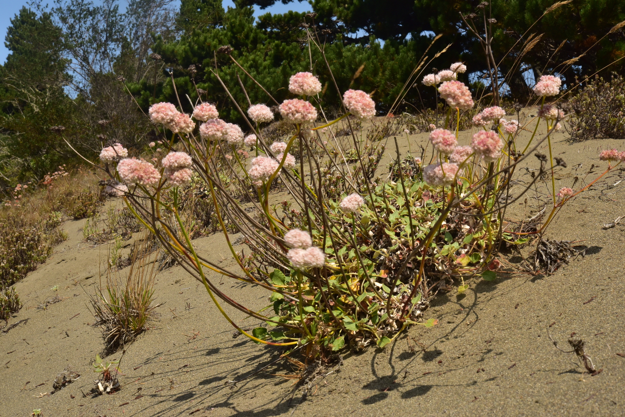 Eriogonum nudum var. paralinum