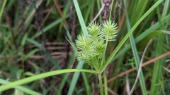 Cyperus lancastriensis