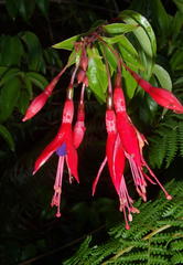 Fuchsia regia