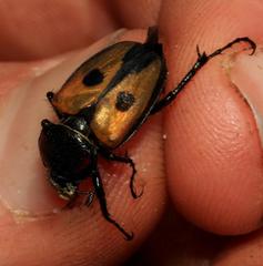 Campulipus limbatus
