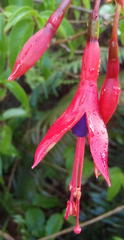 Fuchsia regia