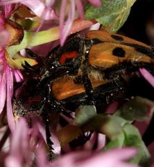 Campulipus limbatus