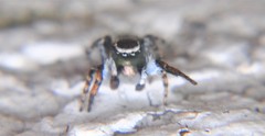Habronattus cambridgei
