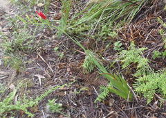 Gladiolus sempervirens