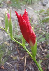 Gladiolus sempervirens