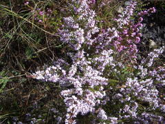 Erica uberiflora
