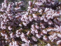 Erica uberiflora