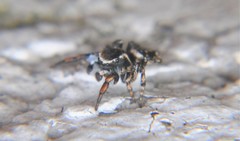 Habronattus cambridgei