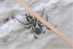 Habronattus cambridgei