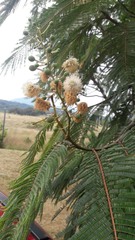 Leucaena esculenta