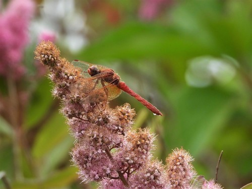 Cardinal Meadowhawk photo 5