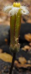 Tylecodon bodleyae