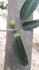 Ficus crocata