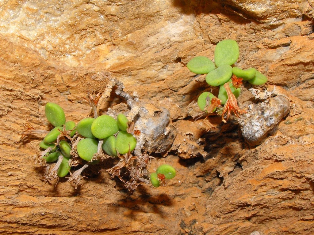 Dimple Butterbush