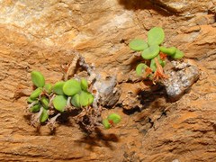 Tylecodon bodleyae