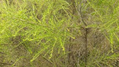 Baccharis pteronioides