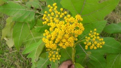 Verbesina greenmanii