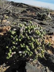 Tylecodon buchholzianus
