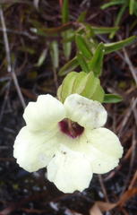 Melasma scabrum scabrum