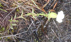 Melasma scabrum scabrum