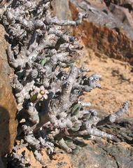 Tylecodon buchholzianus