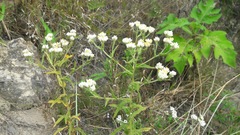 Pseudognaphalium viscosum