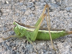 Conocephalus saltans