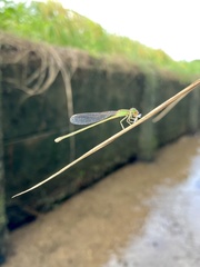 Ischnura asiatica
