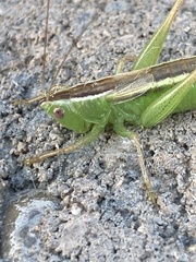 Conocephalus saltans