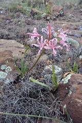 Nerine krigei