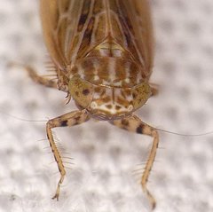 Amplicephalus osborni