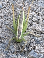 Conocephalus saltans