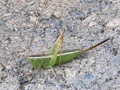 Conocephalus saltans