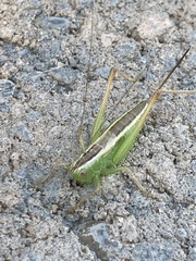 Conocephalus saltans