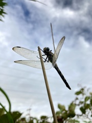 Orthetrum albistylum speciosum