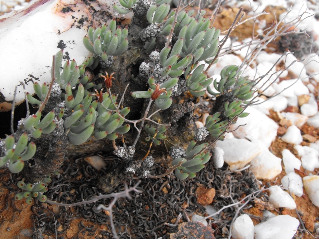 Whiterim Butterbush