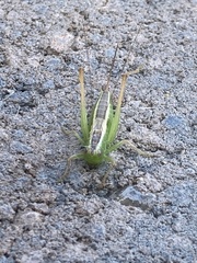 Conocephalus saltans