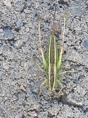 Conocephalus saltans