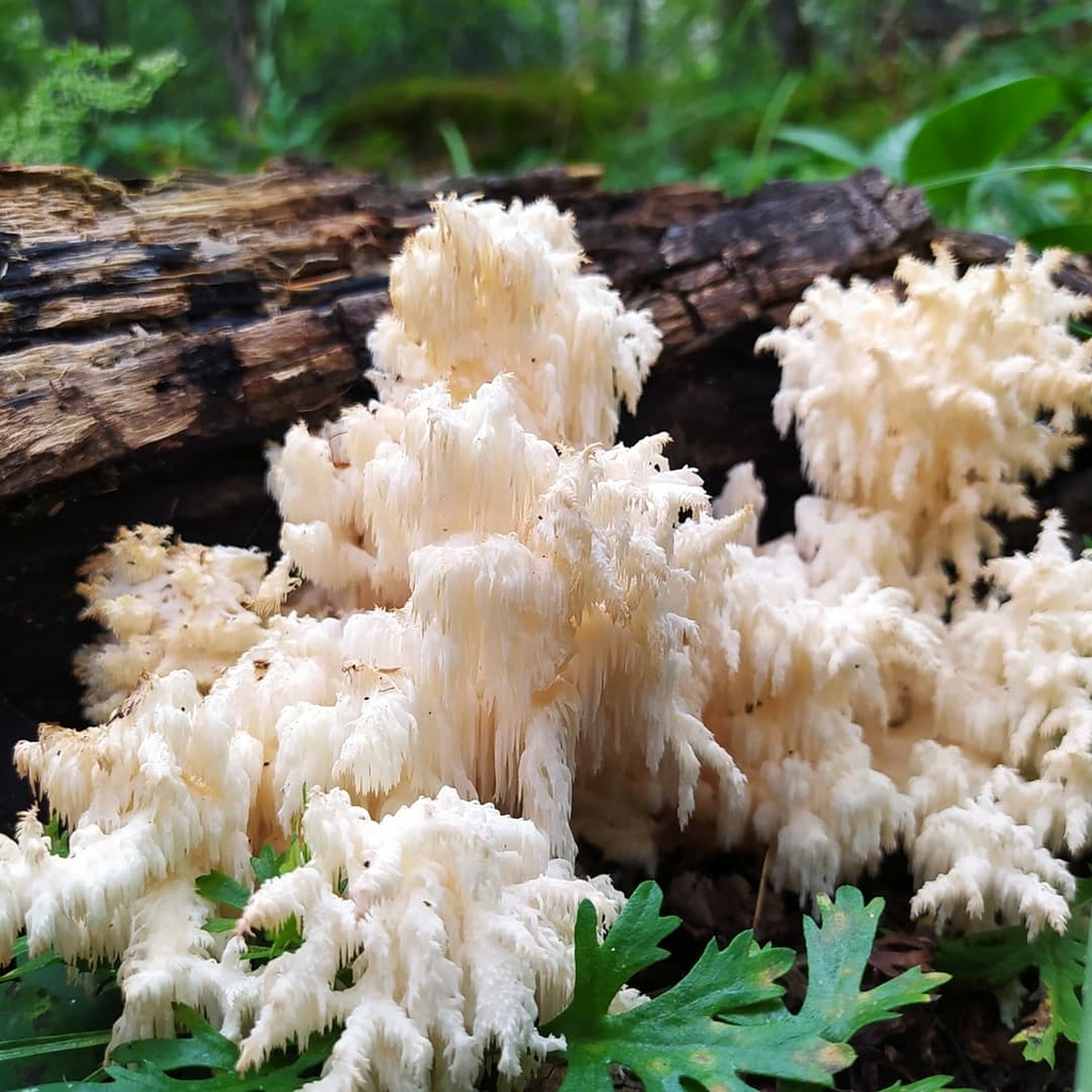 Hericium coralloides · August 2021 · photo: © ochirnima_nimaev (iNaturalist, cc-by)
