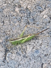 Conocephalus saltans